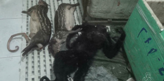Six personnes suspectées de trafic d’animaux en lien avec la Guyane arrêtées sur le fleuve Oyapock avec des singes, paks, caïmans et poissons