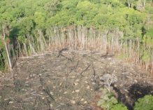Forêts guyanaises : l’amendement controversé