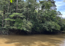 Orpaillage illégal sur le fleuve Kourou : la Compagnie des Guides de Guyane alerte le préfet