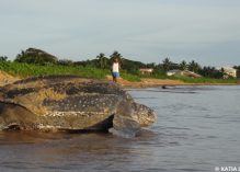 Concours photo sur les tortues marines