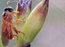 Les apis et mélipones pour la biosurveillance