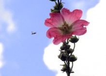 Les apiculteurs condamnent l’usage prochain du malathion