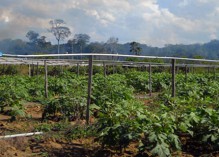 Accord de Guyane : 191 ha de plus attribués aux agriculteurs