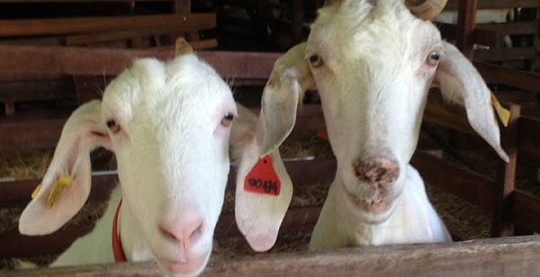 La ferme du « Petit Chèvre de Montsinéry » ouvre ses portes