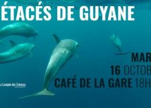 Café des Sciences sur les cétacés de Guyane