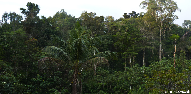 La Guyane, cet immense puits de carbone menacé par les dérèglements climatiques