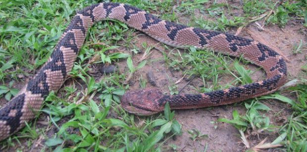 Un homme de 39 ans meurt après avoir été mordu par un serpent et il n’existe pas de sérum en Guyane selon le directeur de l’ARS