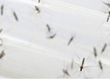 Un nouveau virus nommé zika