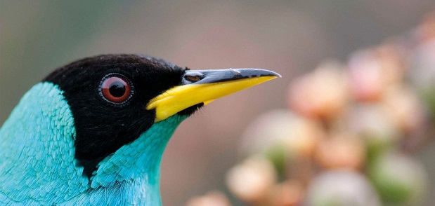 « Les oiseaux de Guyane »