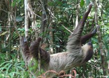 Le WWF se réjouit des annonces de Hulot sur la biodiversité
