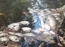 Sur fond de mystère des poissons morts, l’ARS lève les mesures de précaution à Sinnamary