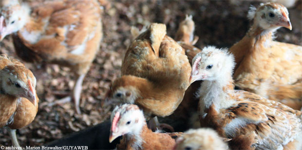 Un élevage de volailles détruit pour cause de salmonellose