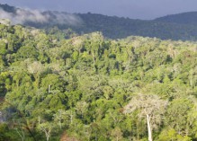 Les trois Guyanes discutent de leurs aires protégées