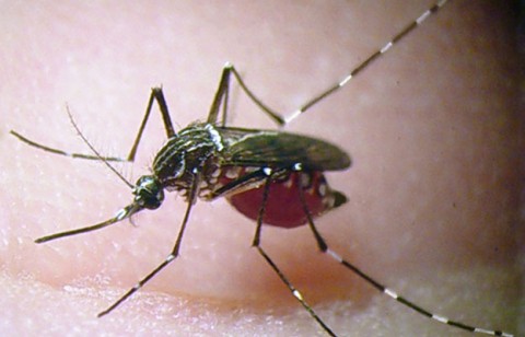 Virus Zika en Guyane : « on devrait passer assez rapidement en phase d’épidémie »