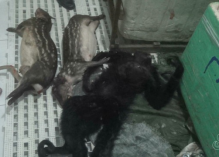 Six personnes suspectées de trafic d’animaux en lien avec la Guyane arrêtées sur le fleuve Oyapock avec des singes, paks, caïmans et poissons
