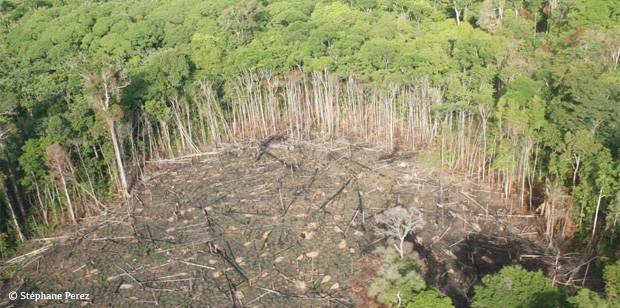Forêts guyanaises : l’amendement controversé