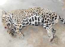 En Guyane, chasser et tuer un jaguar n’est pas un délit !