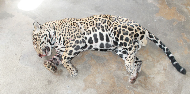 En Guyane, chasser et tuer un jaguar n’est pas un délit !