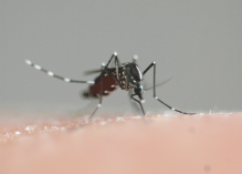 Zika en Guyane : les cas officiels, au nombre de 17, ne progressent pas vite, comment s’effectuent les diagnostics ?