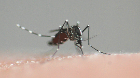 Rebond de la dengue sur Cayenne et l’Ouest du littoral