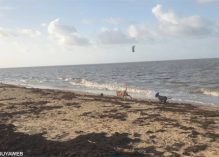 Les plages de Montjoly interdites « aux chiens même tenus en laisse »… et pas qu’eux !