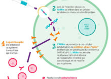 Les recherches sur l’ARN messager récompensées par le Nobel de médecine