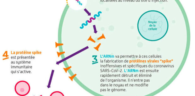 Les recherches sur l’ARN messager récompensées par le Nobel de médecine