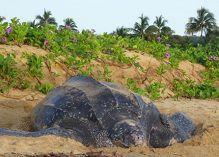 Les tortues marines menacées par le changement climatique