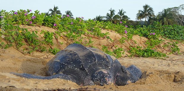 Les tortues marines menacées par le changement climatique