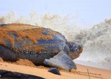 La tortue Luth devient une espèce en danger d’extinction