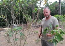 La crise du manioc a imposé la nécessité de sauvegarde de cette plante patrimoniale
