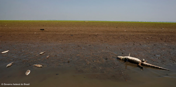 L’Amazonie confrontée à une sécheresse sans précédent