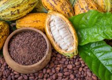 « Du cacao au chocolat : une filière d’avenir »
