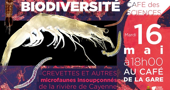 Crevettes et autres microfaunes insoupçonnées de la rivière de Cayenne   