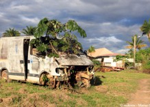 Chik : l’épidémie imminente en Guyane ?