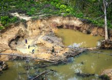 Sinistre de l’intérieur : le nombre de chantiers aurifères illicites dans le parc amazonien ne décroît pas depuis plus de 3 ans et 128 sites actifs repérés en juillet…