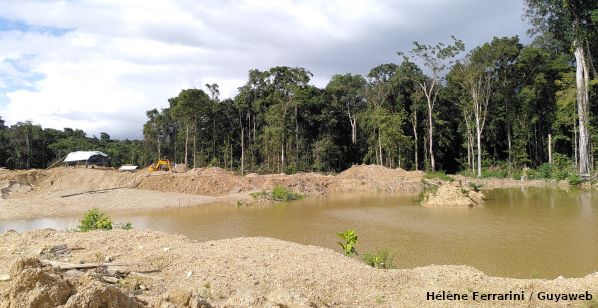 La déforestation liée à l’orpaillage illégal fait des ravages sur la faune de Guyane