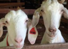 La ferme du « Petit Chèvre de Montsinéry » ouvre ses portes