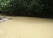Une plainte pour atteinte à l’environnement et à la santé déposée à Cacao au regard de la turbidité de la crique Bagot en proie à l’activité aurifère illicite