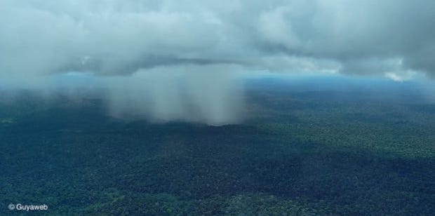 En Guyane, des forêts résilientes au changement climatique
