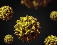 Premier cas mortel de fièvre jaune en Guyane depuis 19 ans