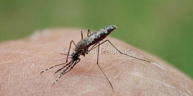Le virus de la dengue circule à Kourou et Cayenne