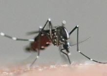 Dengue : la « baygonneuse » à Rémire-Montjoly