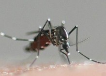 7 nouveaux cas de chikungunya