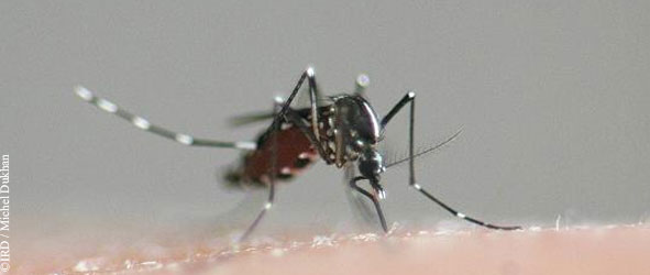 L’épidémie de dengue poursuit sa progression en Guyane