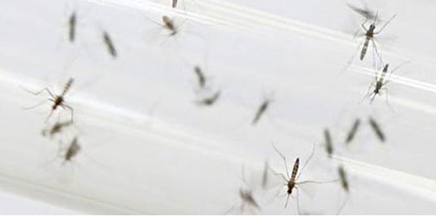 Le risque de « perte de contrôle » face à la dengue et au zika