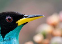 « Les oiseaux de Guyane »