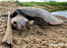 Attaque de tortues : Kwata dénonce le « silence des autorités »
