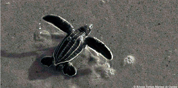 Nouveau plan de sauvegarde des tortues marines