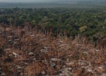 Malgré le départ de Bolsonaro, la déforestation se poursuit en Amazonie
